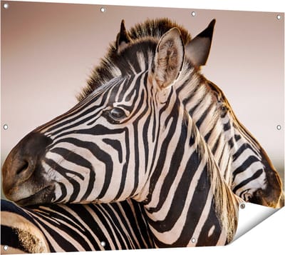 Gards Tuinposter Twee Knuffelende Zebra's - 120x90 cm - Tuindoek - Tuindecoratie - Wanddecoratie buiten - Tuinschilderij