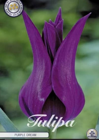Purple dream Lilyflowering Tulpenbollen 10 stuks bolmaat 12+