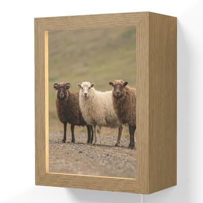 Wandlamp 15x20 cm - Oplaadbaar - Schapen - Bruin - Wit - Grindpad - Wandlampen binnen woonkamer - Slaapkamer lamp met kabel - Decoratieve nachtlamp - Vloerlamp snoer