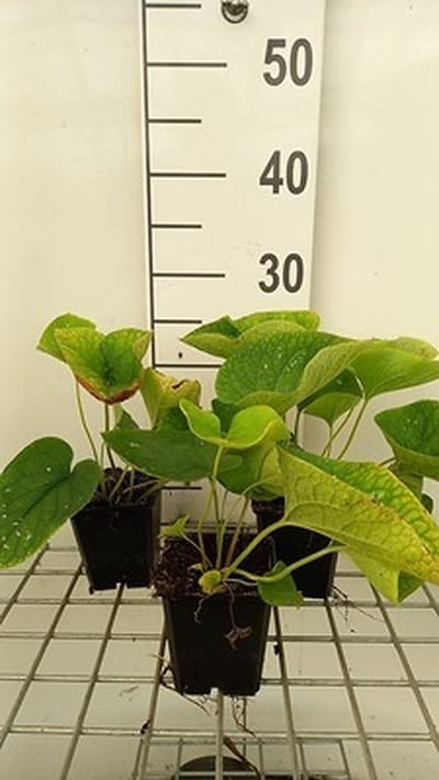 6x Kaukasische vergeet-mij-nietje - Brunnera macr. 'White Zebra' | 9x9 cm pot