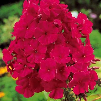 6 x Phlox 'Tenor' - Vlambloem pot 9x9 cm- Rijkbloeiende Tuinplant