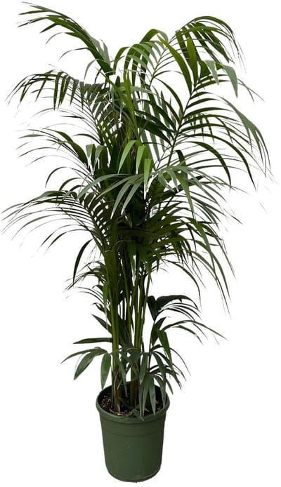 Plantenboetiek.nl | Kentia palm - Ø38cm - 205-220cm hoog - Kamerplant - Groenblijvend