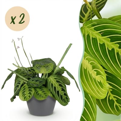 Plantenboetiek.nl | Maranta Fascinator Lemon Lime - Gebedsplant - Huisdiervriendelijke Plant - Groen - 2 Planten - met Potter Grijs - Ø12cm - 25cm hoog - Kamerplant - Arrangement - Plant met pot