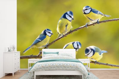 Behang - Fotobehang Vogel - Pimpelmees - Takken - Zon - Breedte 390 cm x hoogte 260 cm