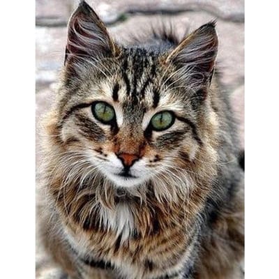 Diamantschilderijen Kat Diamant Borduur Cartoon Diamant Kruissteek 20X30CM gray