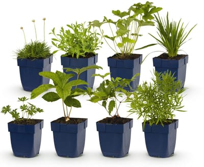 Green boutiQ - Vasteplant - Borderpakket - Wit - Diversen - Soorten en kleuren - 6 Planten - Pot 11cm - Hoogte 15-25cm