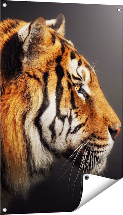 Gards Tuinposter Zijaanzicht van een Tijger - Tijgerkop - 60x90 cm - Tuindoek - Tuindecoratie - Wanddecoratie buiten - Tuinschilderij