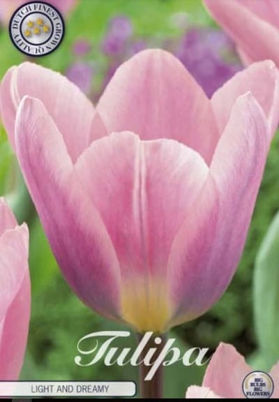Dutch Finest Quality bloembollen Tulpen Tulp Darwin Hybrid Light and Dreamy x 7 12+s