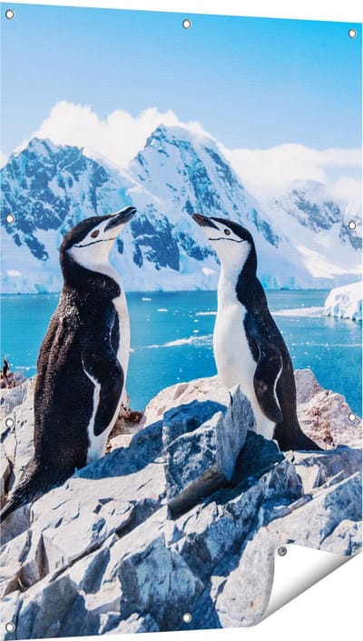 Gards Tuinposter Twee Pingu�ns op Stenen in Antarctica - 80x120 cm - Tuindoek - Tuindecoratie - Wanddecoratie buiten - Tuinschilderij
