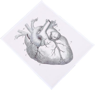 Anatomische Poster - Hartkaart Illustratie - Medisch Onderwijs - Gedetailleerde Illustratie - 50 x 40 cm - Zoals Getoond