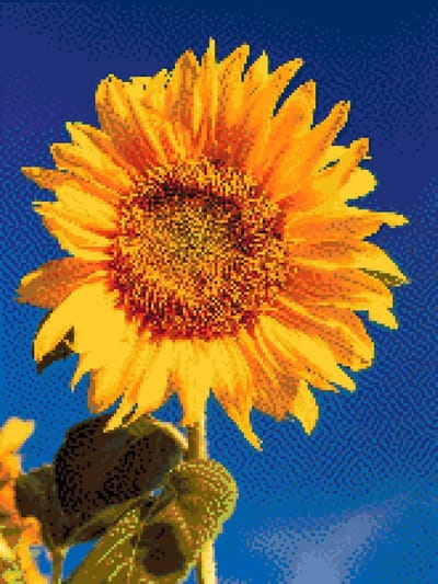 MyHobby Borduurpakket – Zonnebloem 30×40 cm - Aida borduurstof 5,5 kruisjes/cm (14 count) - Telpatroon - Borduurgaren - Borduurnaald - Handleiding - Voor Beginners & Gevorderden - Complete borduurset