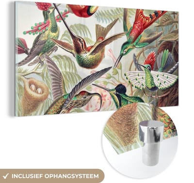 MuchoWow® Glasschilderij 40x20 cm - Schilderij acrylglas - Kolibrie - Vintage - Ernst Haeckel - Vogel - Kunst - Natuur - Foto op glas - Schilderijen