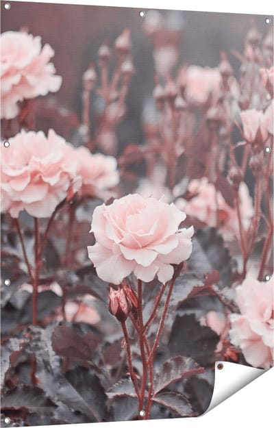 Gards Tuinposter Roze Rozen Bloemen - 90x120 cm - Tuindoek - Tuindecoratie - Wanddecoratie buiten - Tuinschilderij