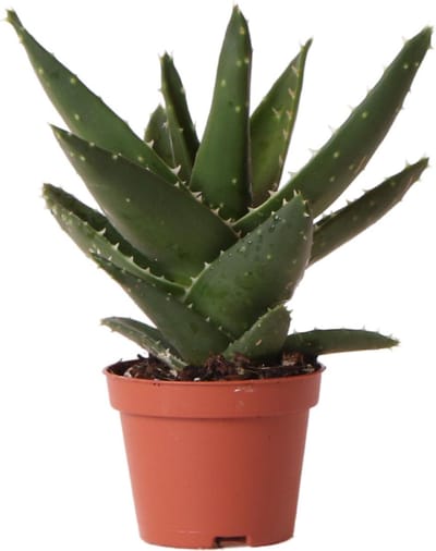 Kolibri Greens | Groene plant - Succulent Aloë Brevifolia - potmaat Ø6cm - groene kamerplant - vers van de kweker -