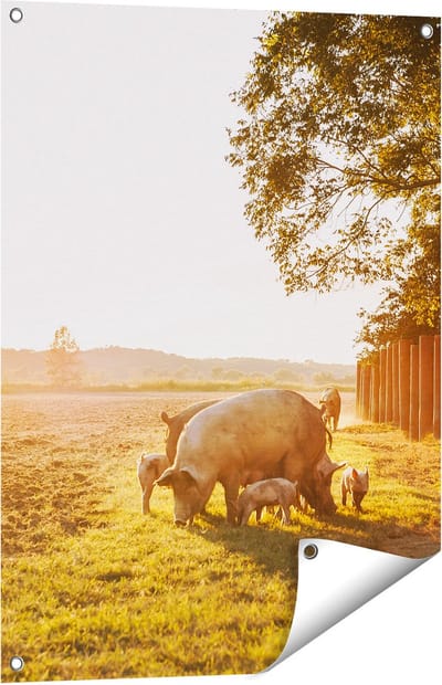 Gards Tuinposter Varken Familie - Varkens - 60x80 cm - Tuindoek - Tuindecoratie - Wanddecoratie buiten - Tuinschilderij