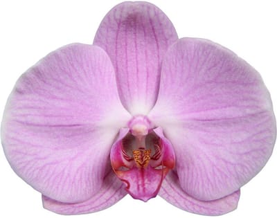 Phalaenopsis Elion - 3 tak - 60 cm - Ø12cm