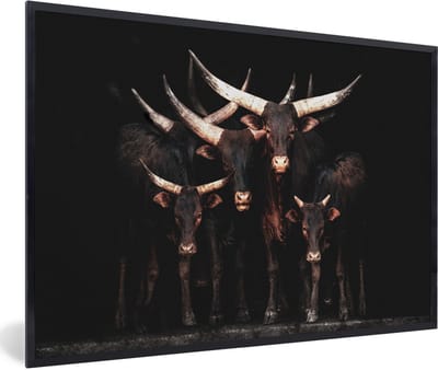 Fotolijst incl. Poster - Koe - Watussi - Zwart - Hoorns - 120x80 cm - Posterlijst