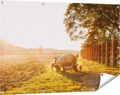 Gards Tuinposter Varken Familie - Varkens - 120x80 cm - Tuindoek - Tuindecoratie - Wanddecoratie buiten - Tuinschilderij