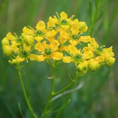 6 x Ruta Graveolens - Wijnruit pot 9x9cm, aromatisch en decoratief