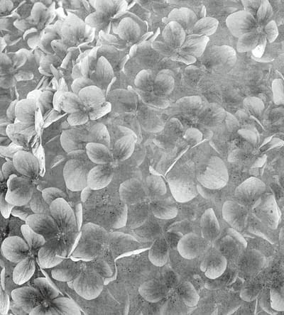 Fotobehang - Apple Tree Abstract III 225x250cm - Vliesbehang