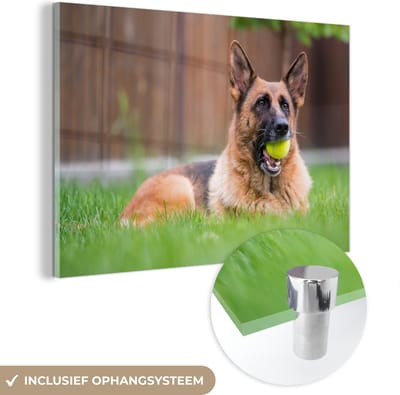 ® Glasschilderij 180x120 cm - Schilderij acrylglas - Duitse Herdershond met een tennisbal in de mond - Foto op glas - Muurdecoratie woonkamer - Wanddecoratie slaapkamer - Schilderijen