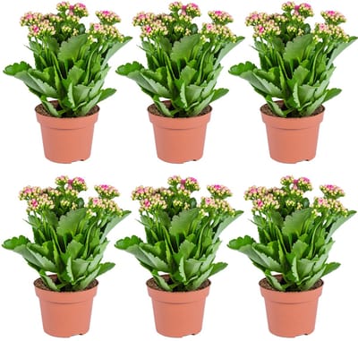 Bloomique - Set van 6 - Kalanchoé - Roze Bloemen - Kamer- en Balkonplant - Hoogte 20-30 cm - Pot 12 cm