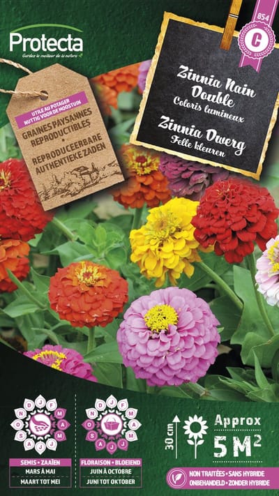Protecta Bloemen zaden: Zinnia Dwerg Gemengd