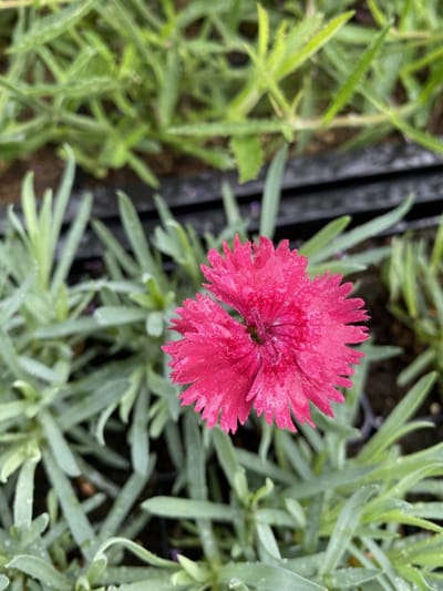 6 x Dianthus grat 'Emmen' - Steenanjer - P9 Pot (9 x 9cm) - Dima Vaste Planten