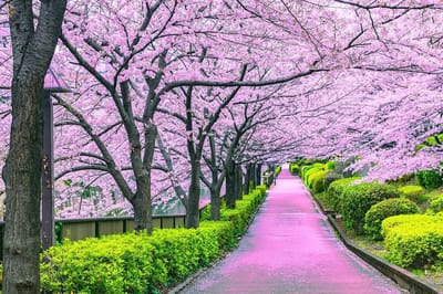 Cherry Blossom Bliss Tokio Puzzel - 1000 Stukjes