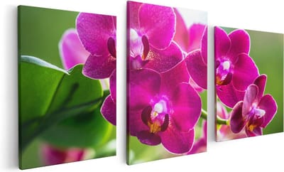 Artaza Canvas Schilderij Drieluik Roze Orchidee Bloemen - 120x60 - Foto Op Canvas - Canvas Print