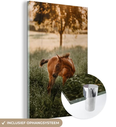 MuchoWow® Glasschilderij 20x30 cm - Schilderij acrylglas - Paard - Gras - Boom - Foto op glas - Schilderijen
