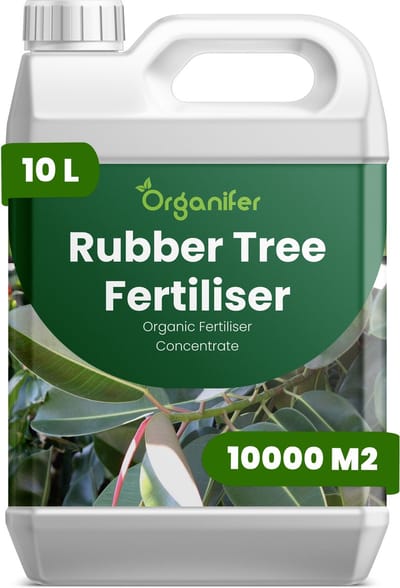 Vloeibare Meststof Voor Rubberboom 10 L Voor 10000 M2 - Npk 2-1-8 - Ondersteunt Sterk Glanzend Blad Bij Rubberbomen - Verbetert Bladdikte En Diepgroene Bladkleur - Geschikt Voor Langdurige Verzorging Van Kamer- En Kantoorplanten - Organifer