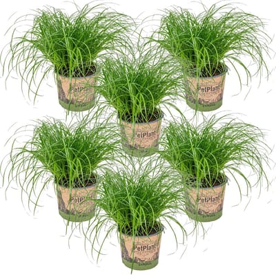 Bloomique - Set van 6 - Cyperus Zumula - Kattengras - Kamerplanten - Diervriendelijk - Hoogte 20-30 cm - Pot 12 cm