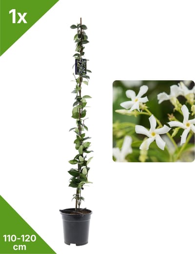 GARDENZO - 1x Witte Toscaanse Jasmijn (Trachelospermum) XXL in 2 ltr pot 115-120 cm