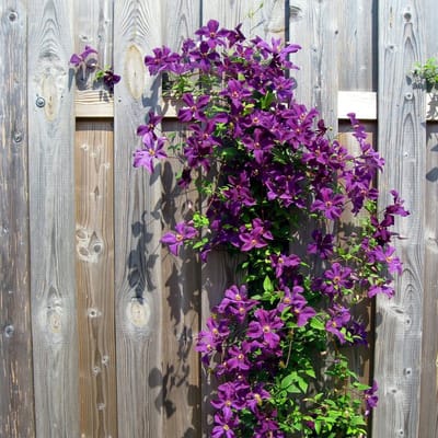 Bosrank (Clematis) - The President - Vaste planten - Bijen-Vlinders - Klimplant - Zomerbollen - Voorjaarsbollen
