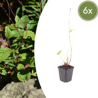 Tuinplantenshop.com | Persicaria a. 'Speciosa' | 6 stuks - Ø9cm - 10-25cm hoog - Tuinplant