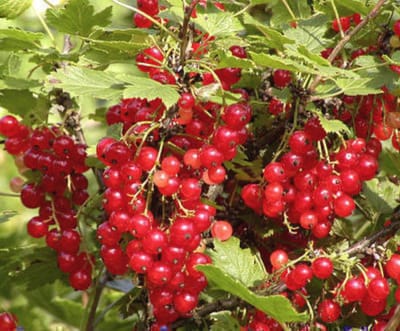 Ribes rubrum rood/rouge - rode bes 80-100 cm in pot 5 liter