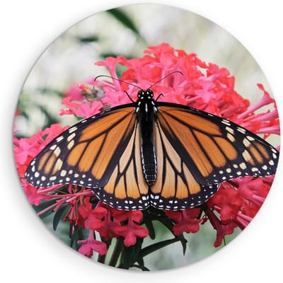 Saammp - Muurcirkel Hout - Vlinder - Roze Bloemen - Dieren - Natuur - Ø 90 - Wandcirkel - Wanddecoratie Cirkel - muurdecoratie Woonkamer - Slaapkamer decoratie - Rond Schilderij