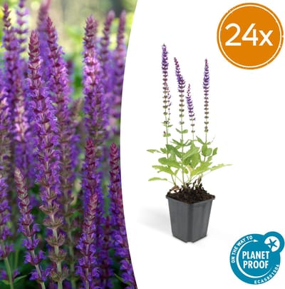 Tuinplantenshop.com | Salvia nem. 'Ostfriesland' | 24 stuks - Ø9cm - 10-25cm hoog - Tuinplant