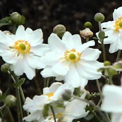 6 x Anemone Hybride 'Whirlwind'  - Japanse Anemoon pot 9x9 cm