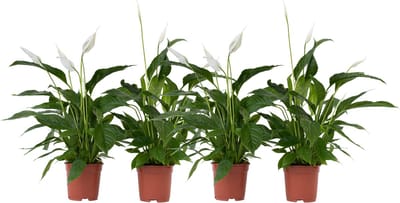 Plant in a Box - Spathiphyllum Lima - Set van 4 - Luchtzuiverende kamerplant - Pot 17cm - Hoogte 60-75cm