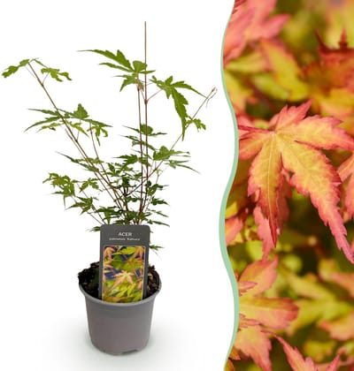 Green boutiQ - Tuinplant - Acer palmatum Sangokaku - Groen - 1 Plant - Bladverliezend - Weing Onderhoud - Pot 12cm Hoogte 35cm