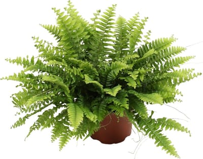 Plantenboetiek.nl | Nephrolepis Boston Green Moment - Ø 12cm - Hoogte 20cm