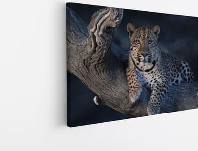 Saammp Canvas Schilderij - Luipaard op boom - Natuur - Dieren - 45x30 - Foto op canvas - Wanddecoratie - Muurdecoratie Woonkamer - Slaapkamer decoratie - Canvas Print