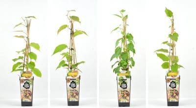 Fruitplanten Kiwi mix - set van 4 verschillende soorten Kiwi's - hoogte 30 / 40 cm