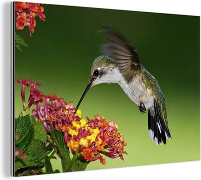 Aluminium schilderij 180x120 cm - Wanddecoratie metaal - Kolibrie - Bloem - Vogel - Metalen muurdecoratie woonkamer - Decoratie industrieel - Foto op dibond - Industriële accessoires slaapkamer