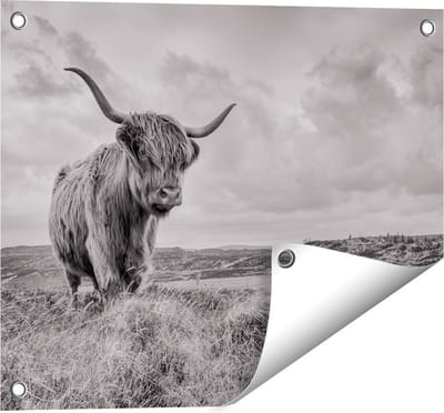Gards Tuinposter Schotse Hooglander in de Wei - Zwart Wit - 50x40 cm - Tuindoek - Tuindecoratie - Wanddecoratie buiten - Tuinschilderij