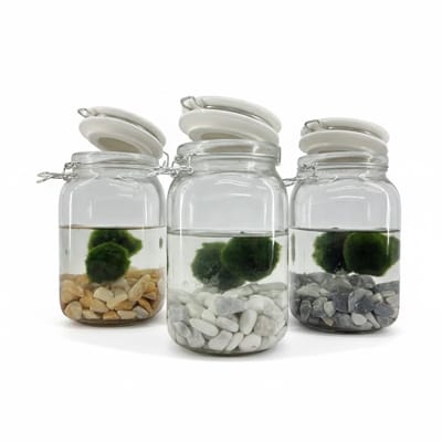 Moerings Weckpot Met 2 Bollen Chladophlora
