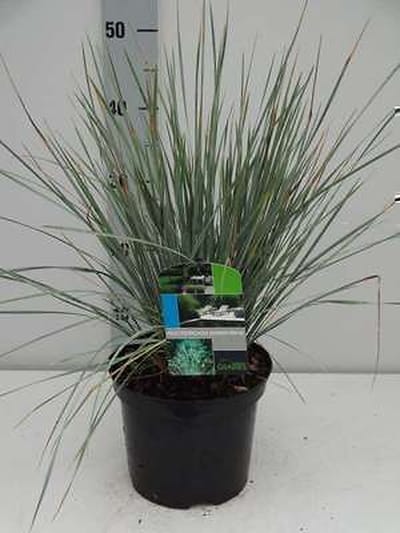 Zachte haver - Helictotrichon sempervirens | 3 liter pot