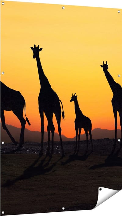 Gards Tuinposter Vier Giraffe Silhouetten bij Zonsondergang - 100x150 cm - Tuindoek - Tuindecoratie - Wanddecoratie buiten - Tuinschilderij